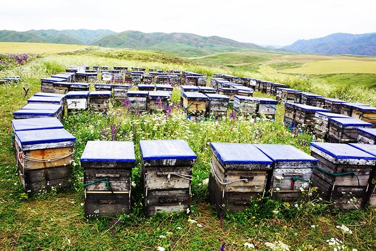 福建省养蜂基地漳州地区